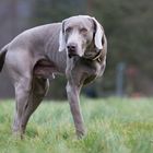 Weimaraner mit nur 3 Beinen