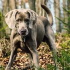 Weimaraner MT4U