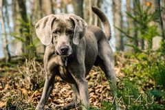 Weimaraner MT4U