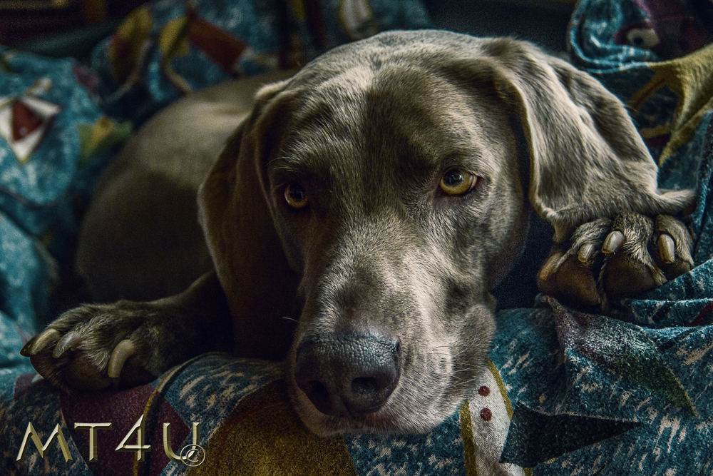 Weimaraner nach der Arbeit MT4U