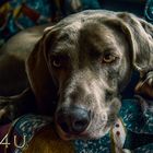 Weimaraner nach der Arbeit MT4U