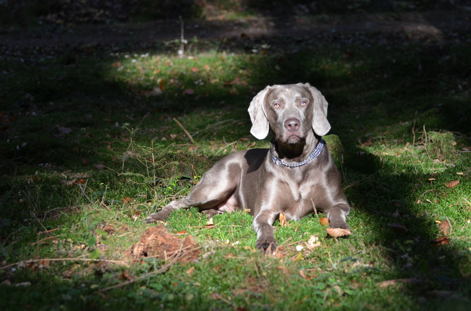 Weimaraner Paul im Schatten des Herbstes