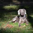 Weimaraner Paul im Schatten des Herbstes