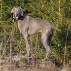 Weimaraner - posing