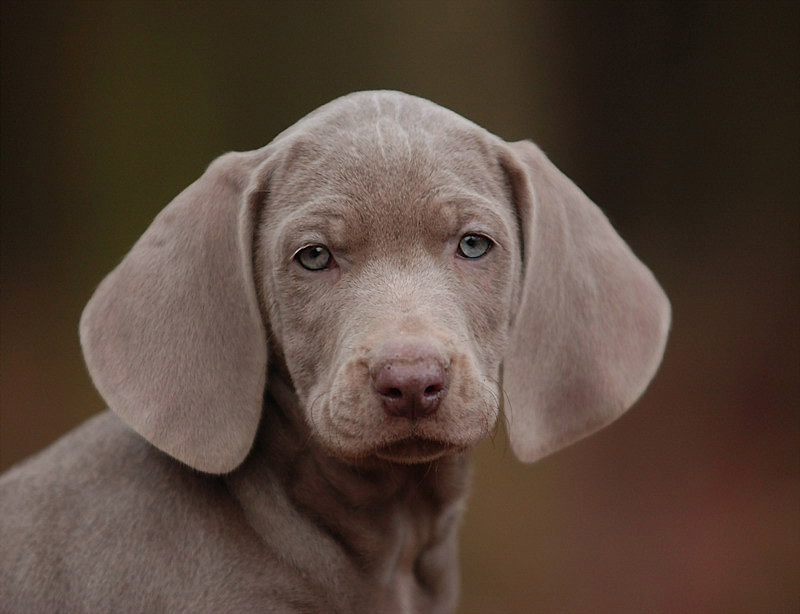 Weimaraner -Reload