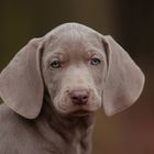 Weimaraner -Reload