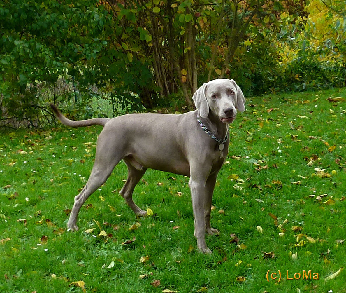 Weimaraner Rüde