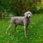 Weimaraner Rüde