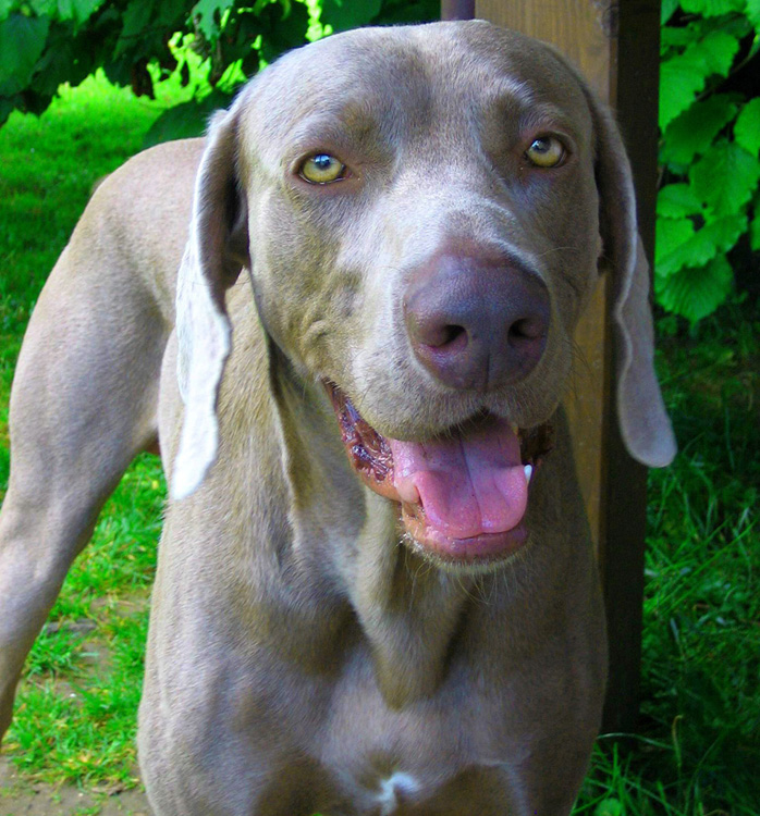 Weimaraner Rüde Birko