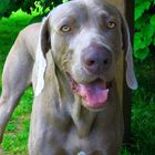 Weimaraner Rüde Birko