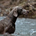 Weimaraner Shiba 2J