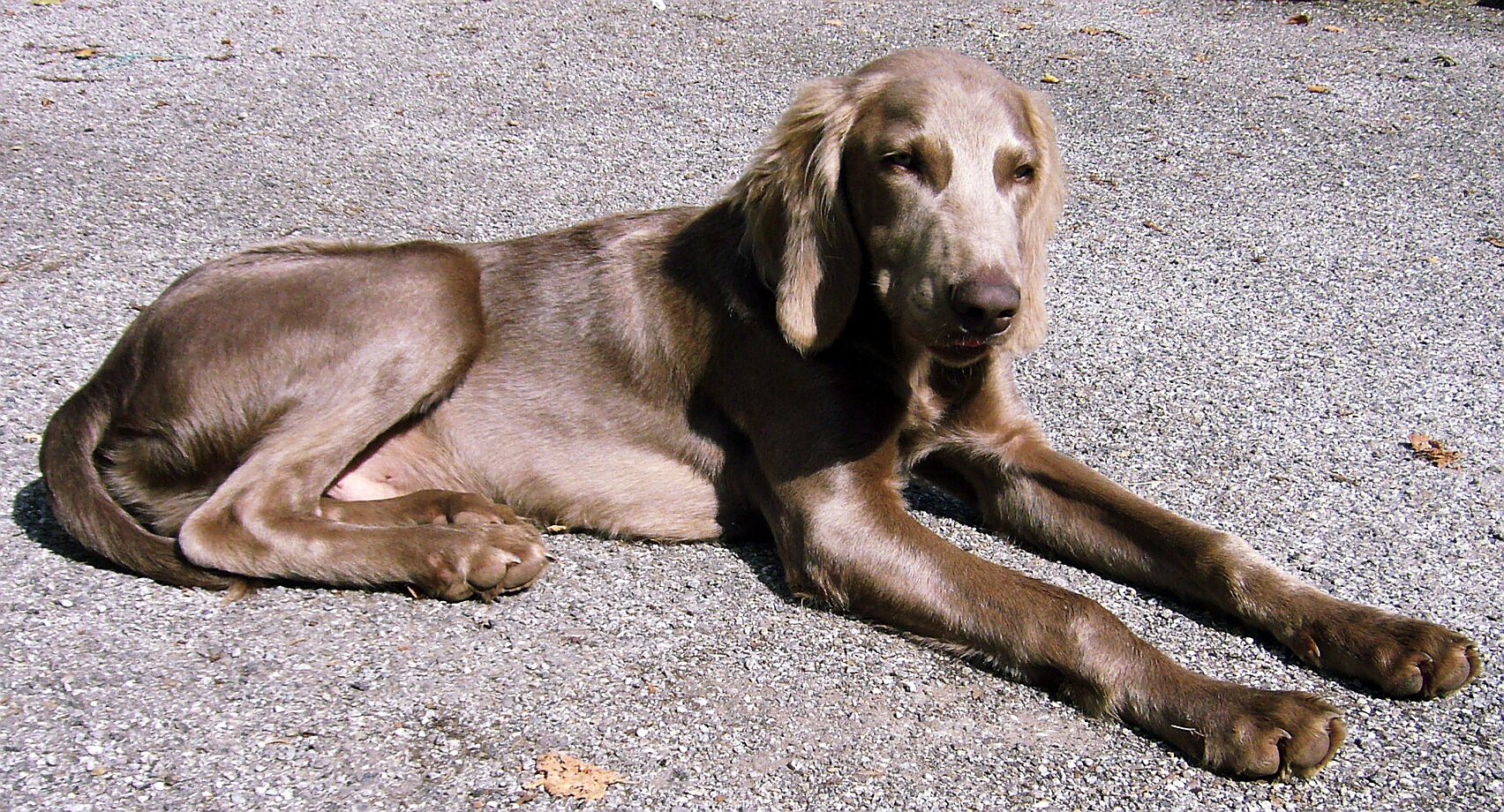 Weimaraner Sir John I