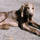 Weimaraner Sir John I