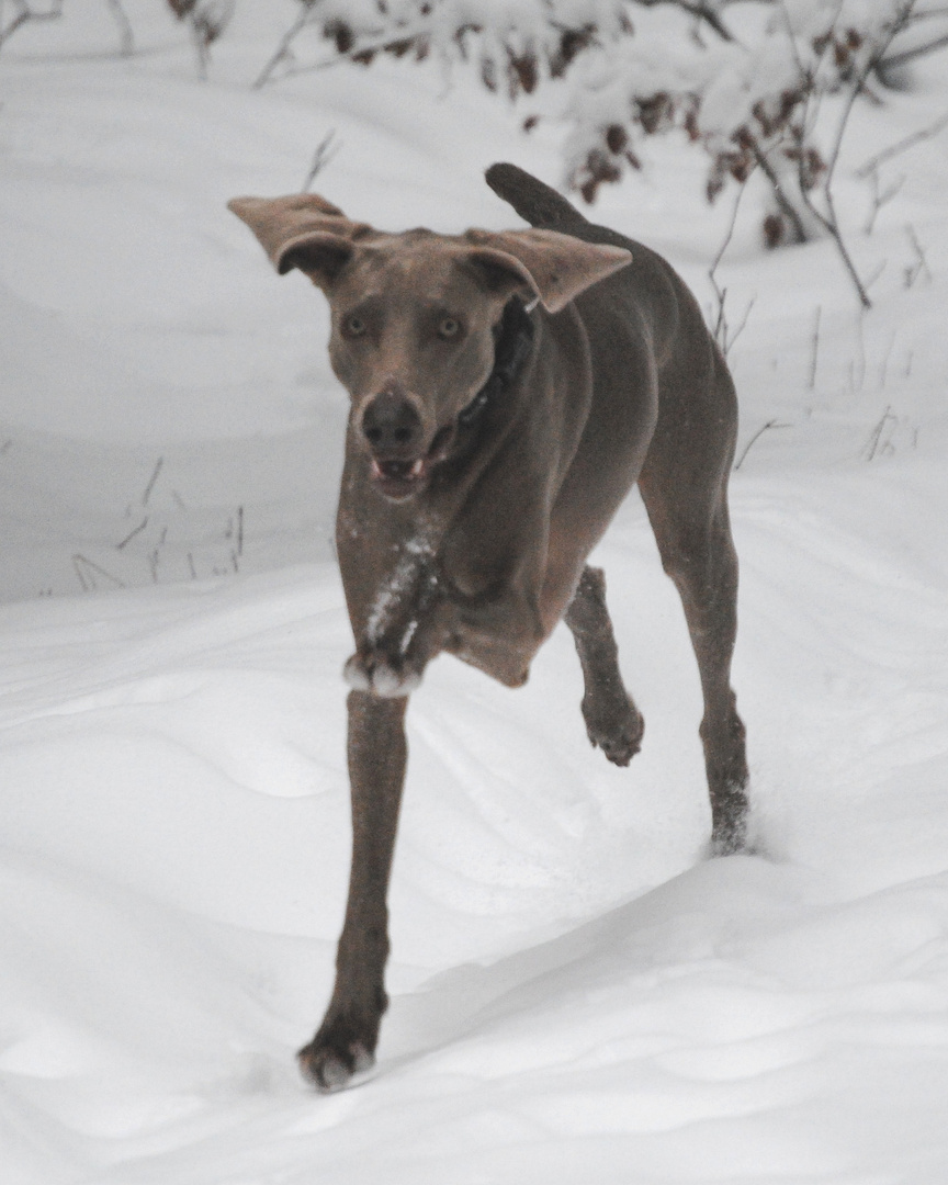 Weimaraner-Twilight 2