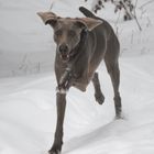 Weimaraner-Twilight 2