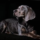 Weimaraner Welpe