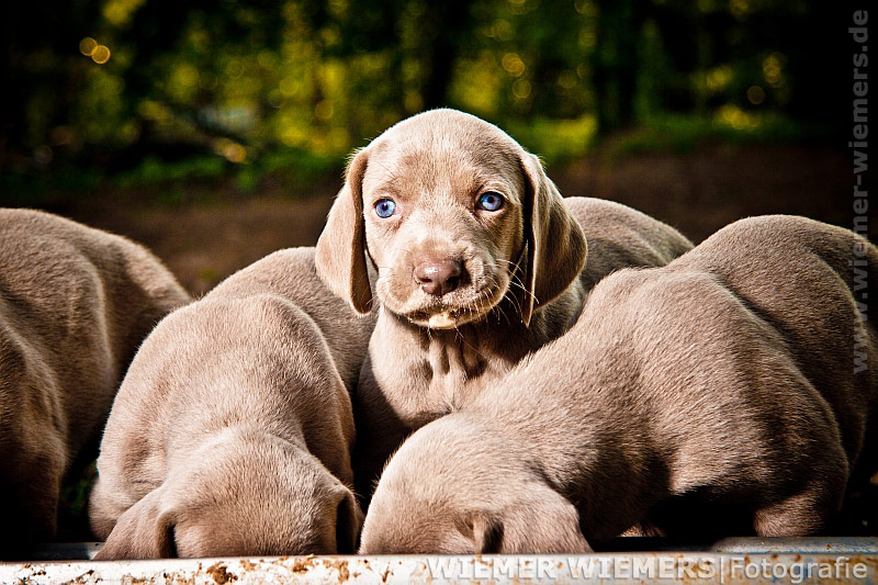 Weimaraner Welpen fotografiert mit dem Hensel Porty von Tierfotograf Nils Wiemer Wiemers aus Berlin