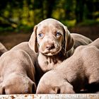 Weimaraner Welpen fotografiert mit dem Hensel Porty von Tierfotograf Nils Wiemer Wiemers aus Berlin