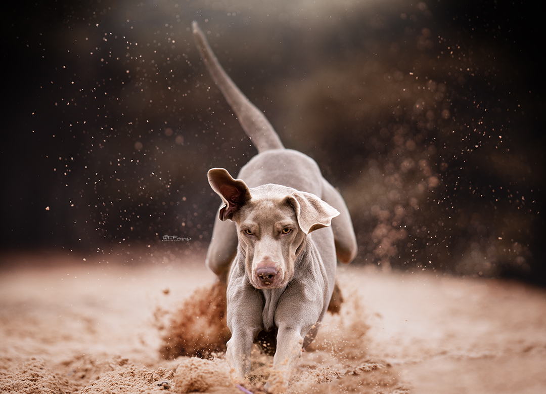 Weimaraneraction im Sand 