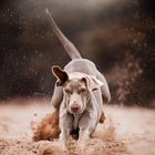 Weimaraneraction im Sand 