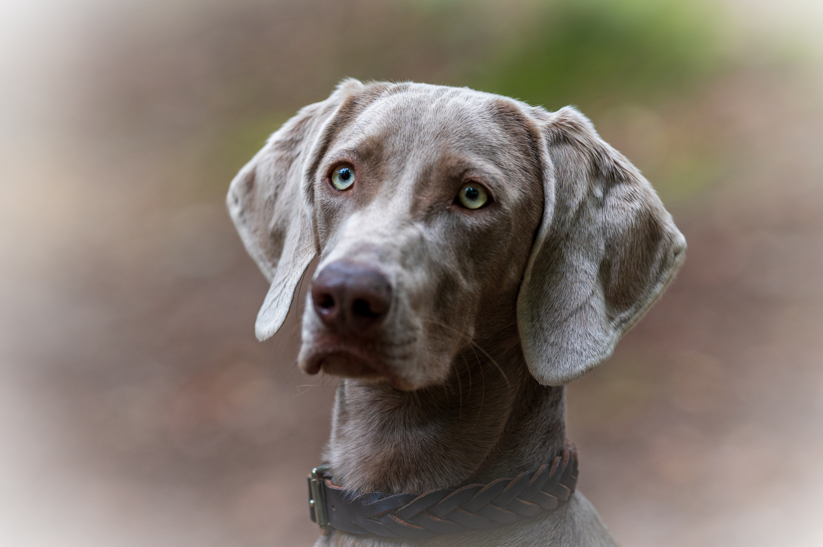 Weimaranerin