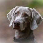 Weimaranerin