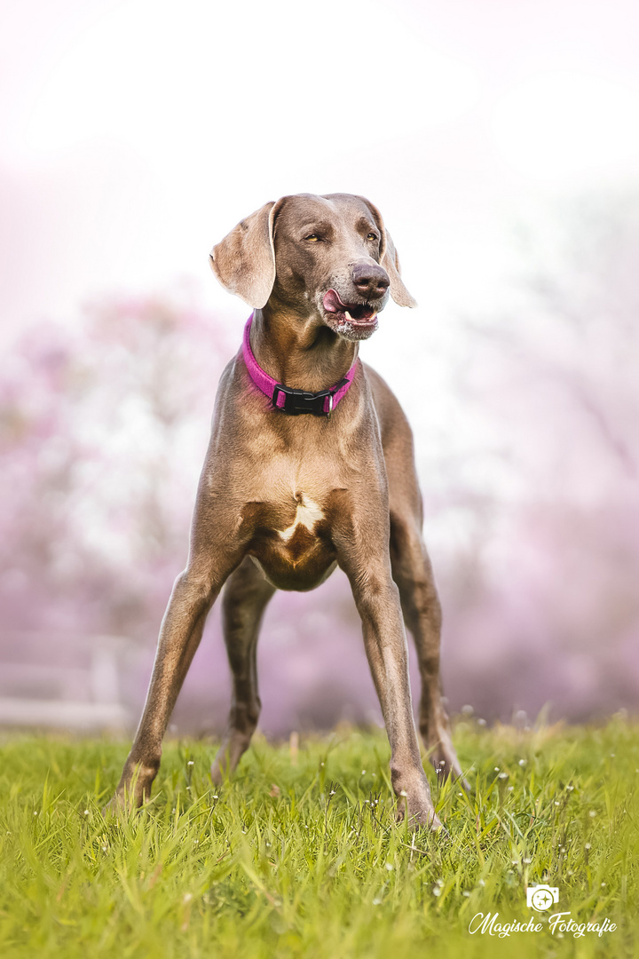 Weimaranerin auf der Wiese