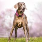 Weimaranerin auf der Wiese