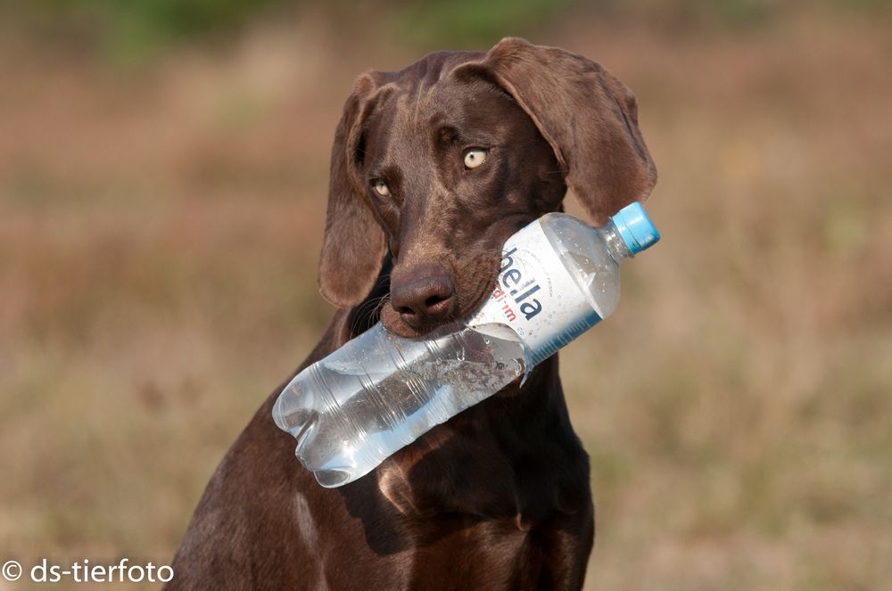 Weimaranermix Purdey