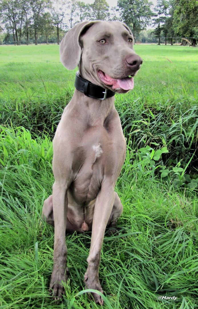 Weimaranerrüde "Mailo" die zweite!