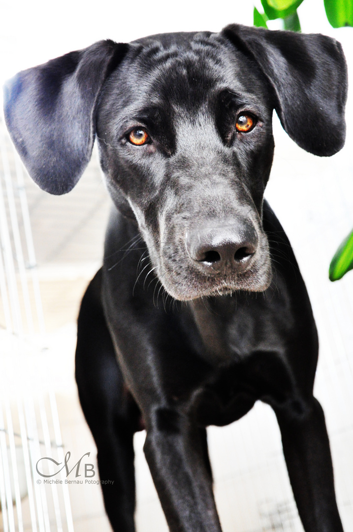 Weimeraner-Schäferhund/Dingo-Mix