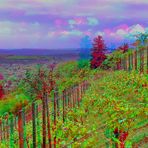 Wein (3D-Foto)