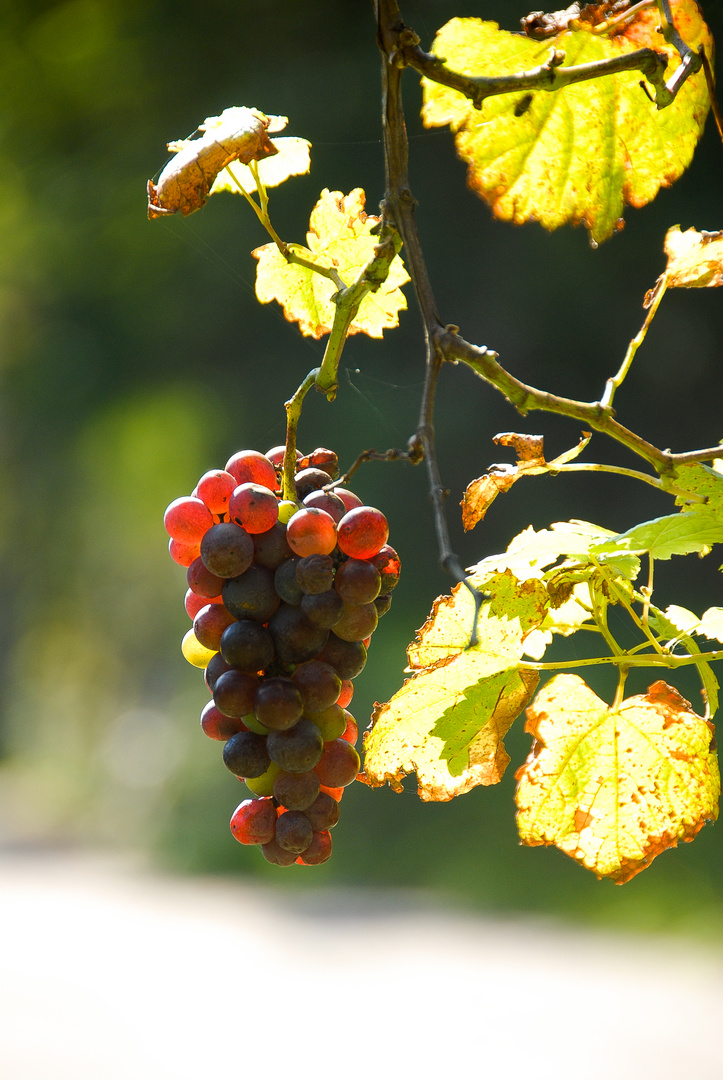 wein am Comer see