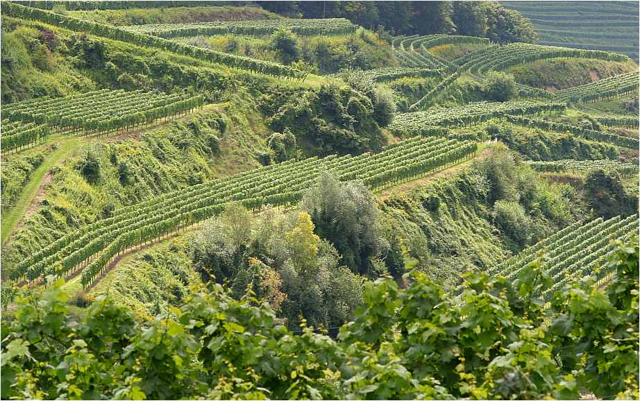 Wein am Kaiserstuhl