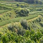 Wein am Kaiserstuhl