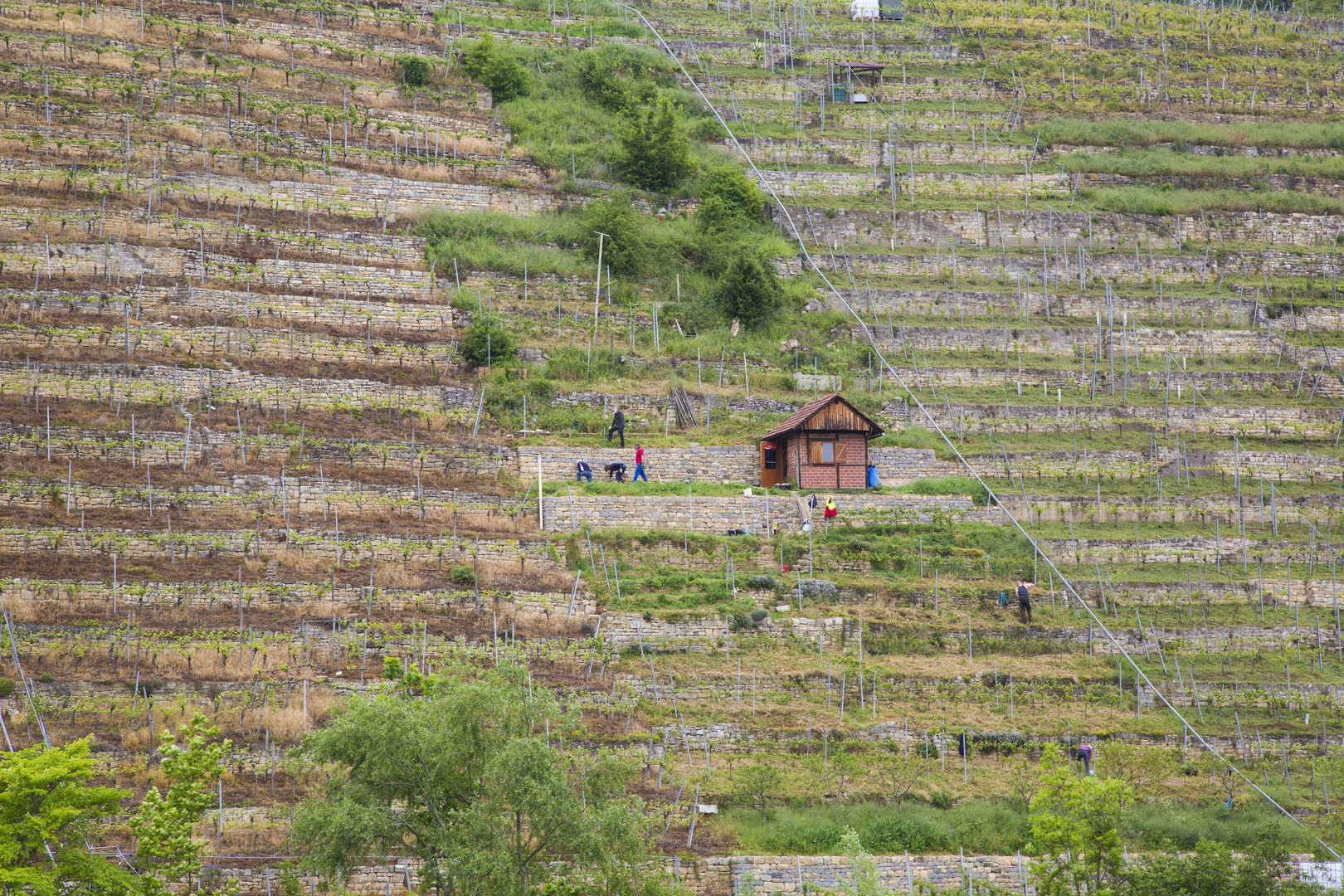 Wein am Neckar