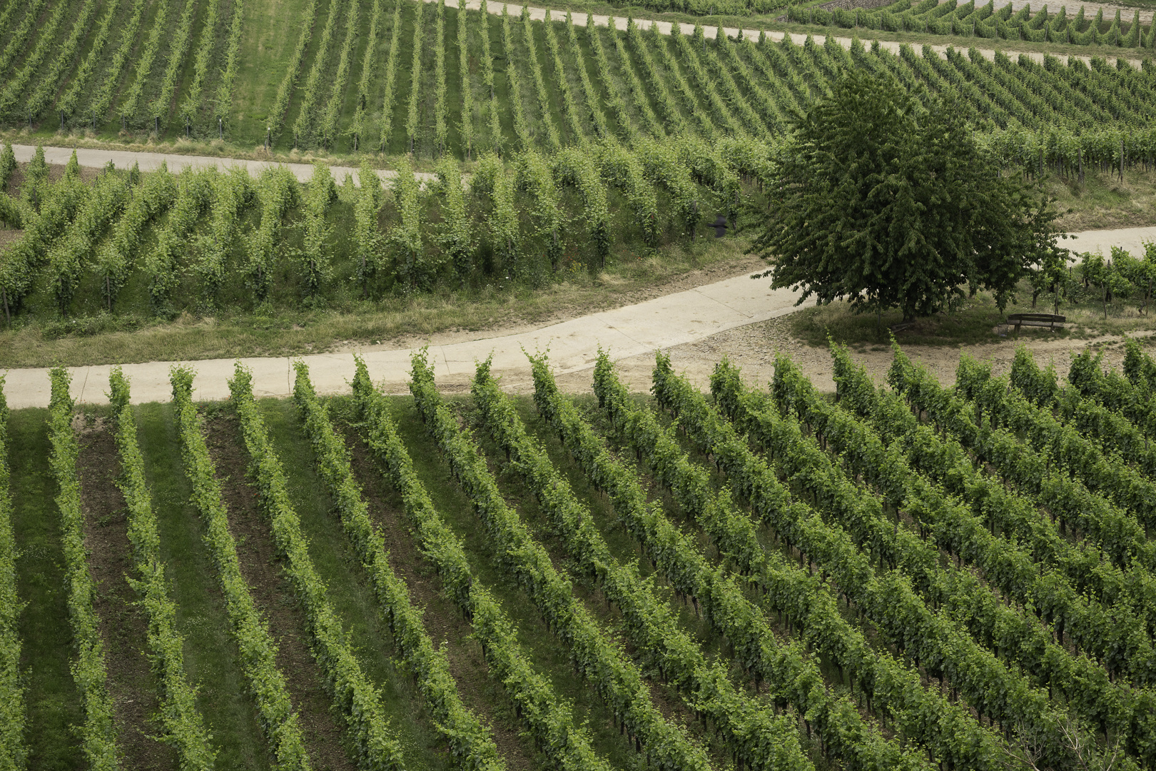 Wein am Rhein