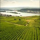 Wein am Rhein