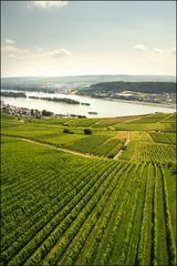 Wein am Rhein