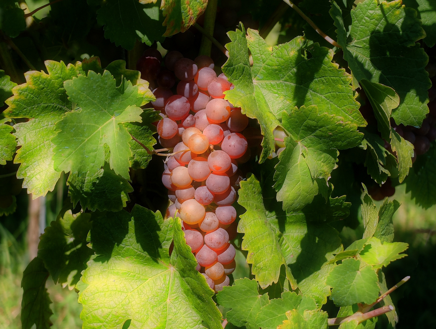 Wein am Tüllinger