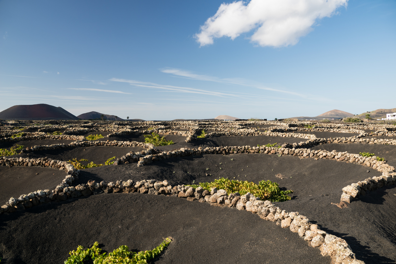 Wein Anbau Lanzarote