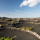 Wein Anbau Lanzarote