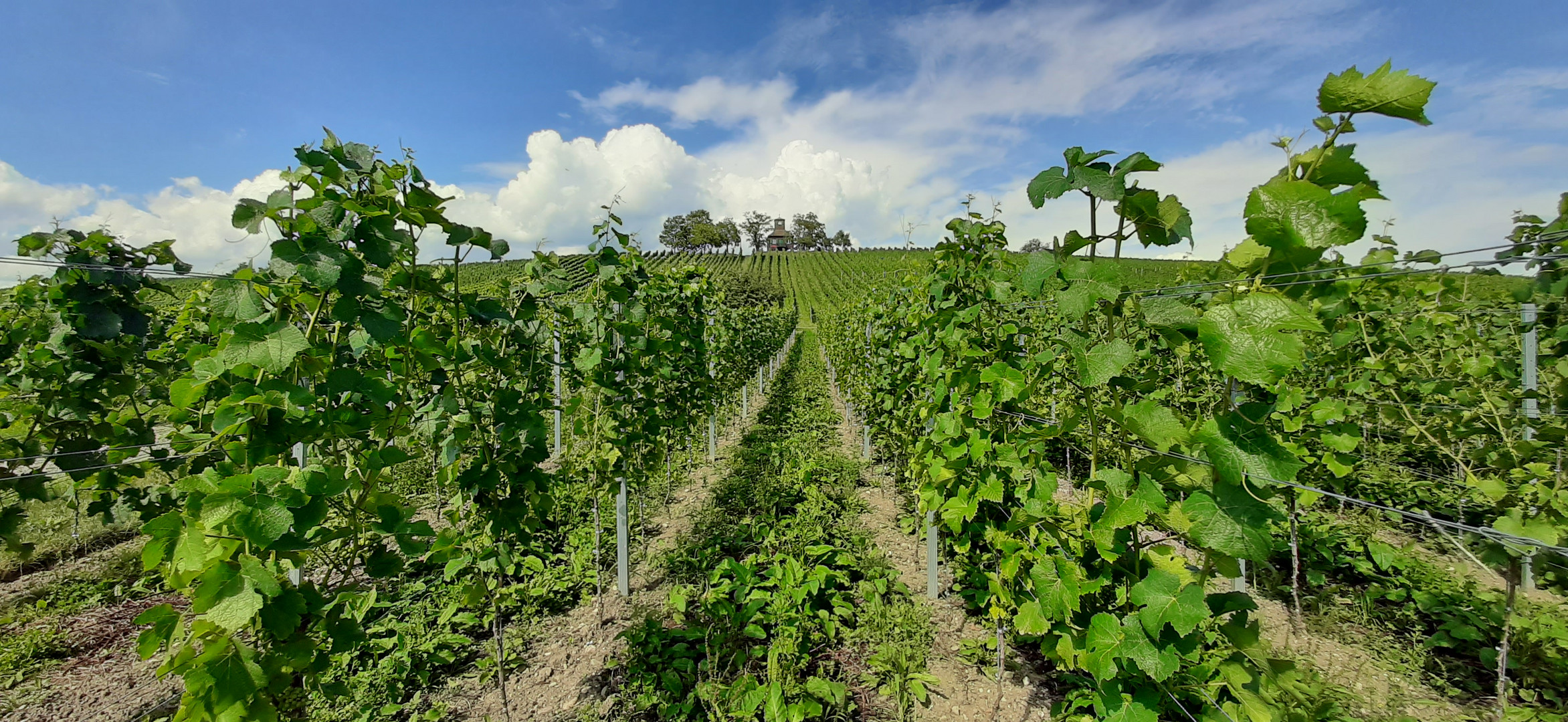 Wein auf der Insel Reichenau 