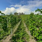 Wein auf der Insel Reichenau 