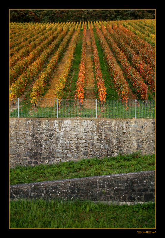 Wein auf Stein