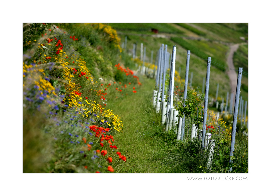 Wein Berg