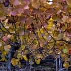 Wein berg im November an der Ahr