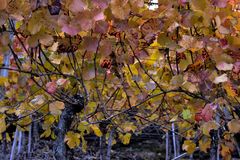 Wein berg im November an der Ahr