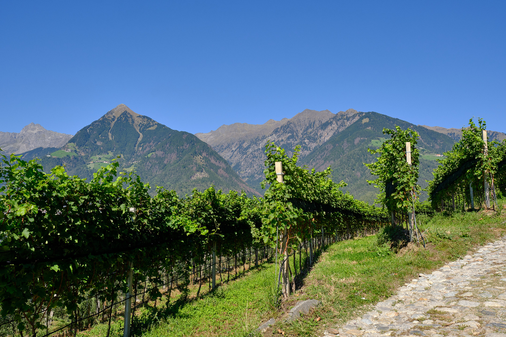 Wein-Berge