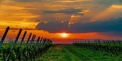 Wein Berge bei Ringsheim mit Sonnenuntergang 